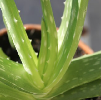 Aloe